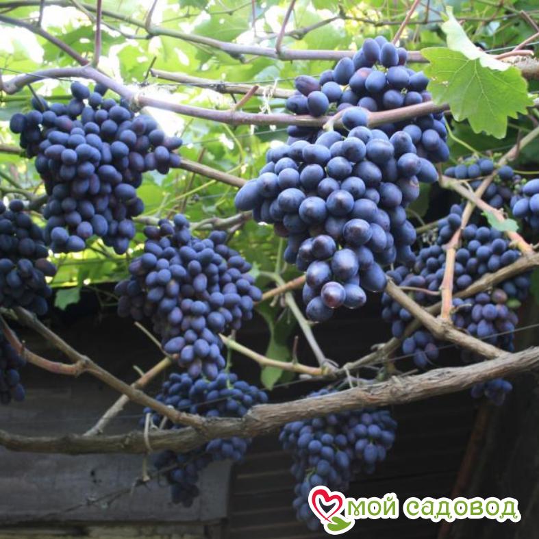 Виноград Фуршетный