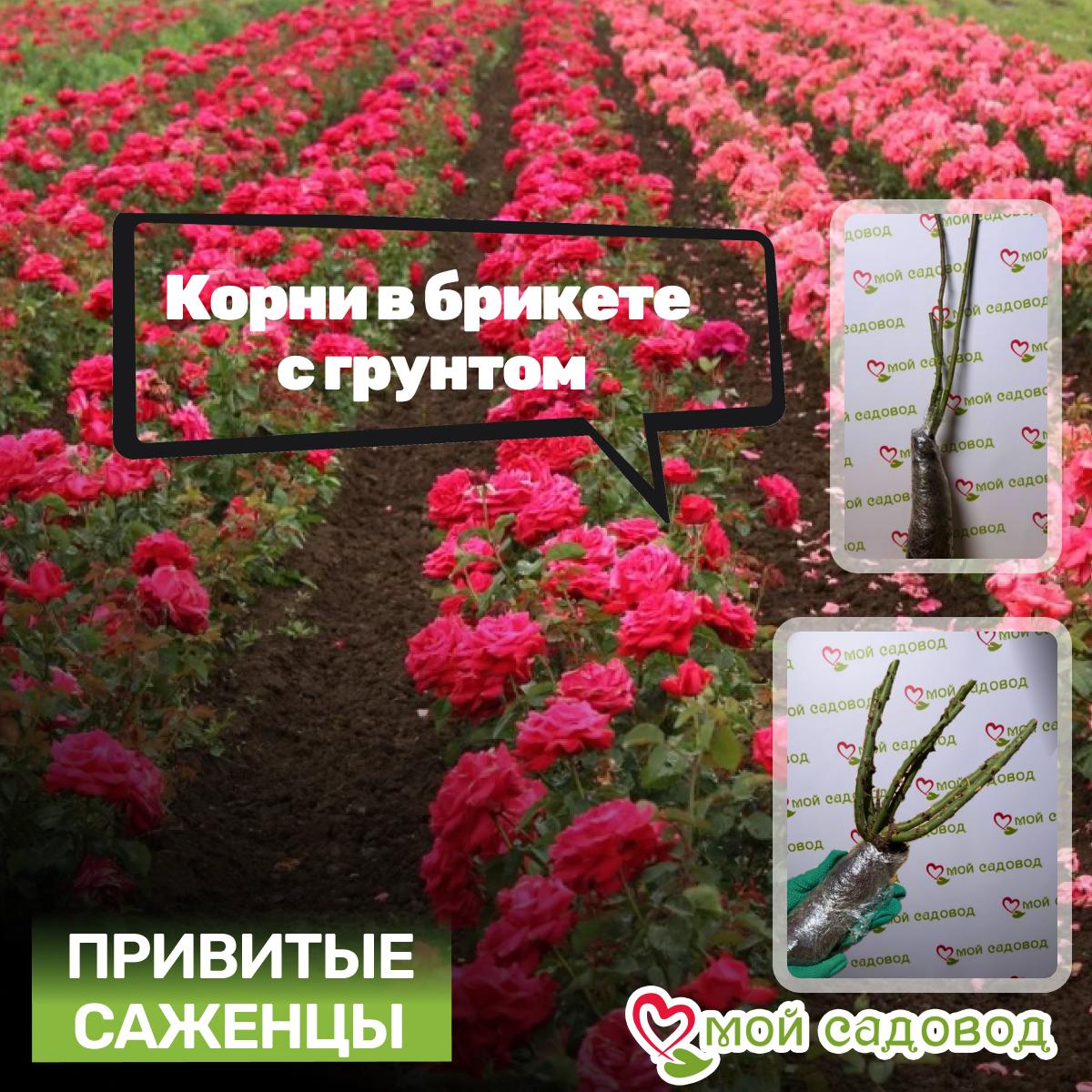 Роза чайно-гибридная Голд