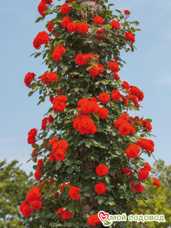 Роза Гримпант Оранж Мейландина плетистая