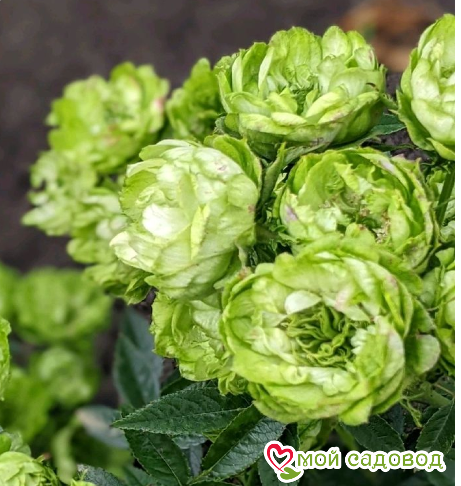 Роза Лавли Грин