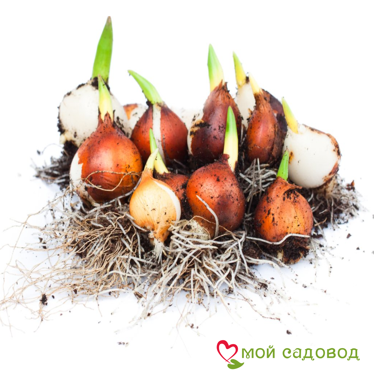 Тюльпан Дабл Флеминг Берд