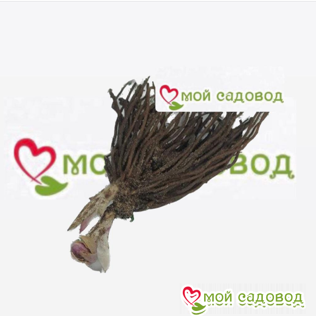 Морозник Морнинг Стар