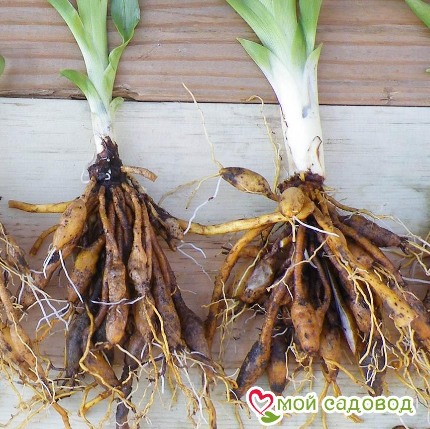 Лилейник Вояж Люкс